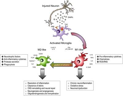 Non-Communicable Neurological Disorders and Neuroinflammation